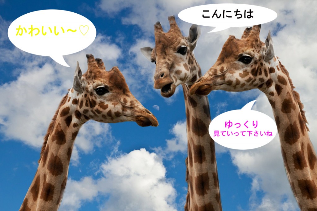 giraffes-627031_12801